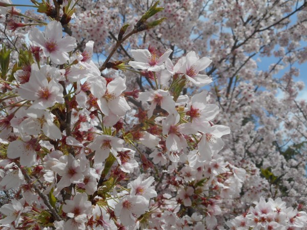 ❀桜の下で❀