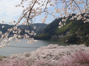 米川の春