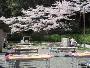 桜が満開♪　絶好のお花見日和(≧▽≦)