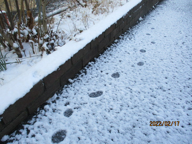 冬はつとめて。雪の降りたるは・・・ | のんびり村