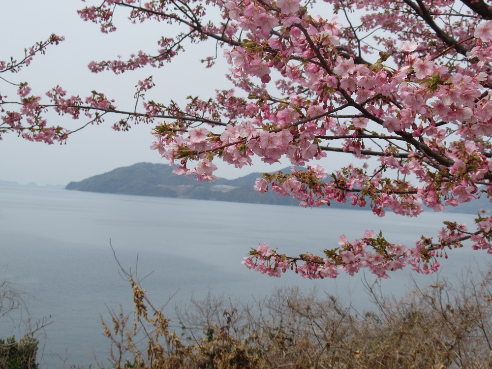 笠戸島の河津桜🌸（小規模多機能）