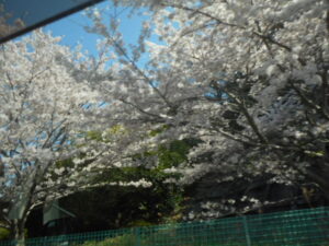🌸桜ドライブ🌸