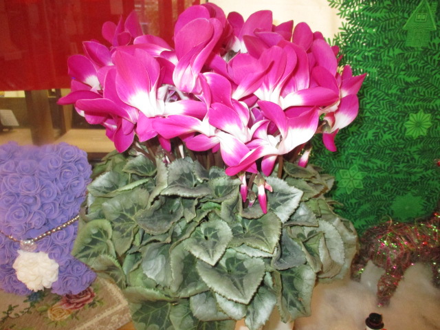 シクラメンの香り